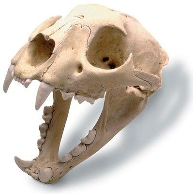 Mountain Lion Puma Panther Cougar Skull Model w/stand