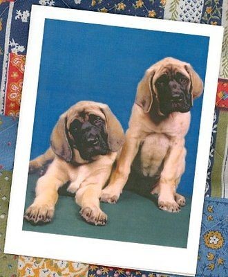 MASTIFF PUPPIES * Stationery #0929