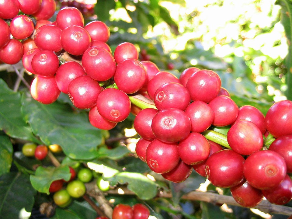 coffee tree in Trees