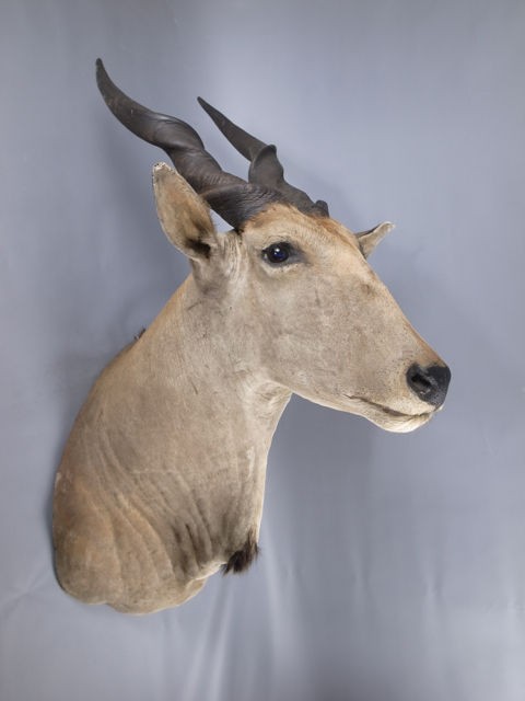 ELAND SHOULDER MOUNT african antleope taxidermy stuffed head