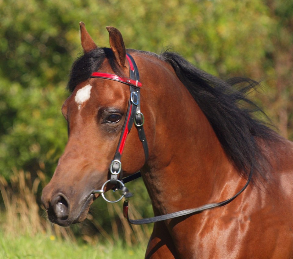 horse bridle in Horse Supplies