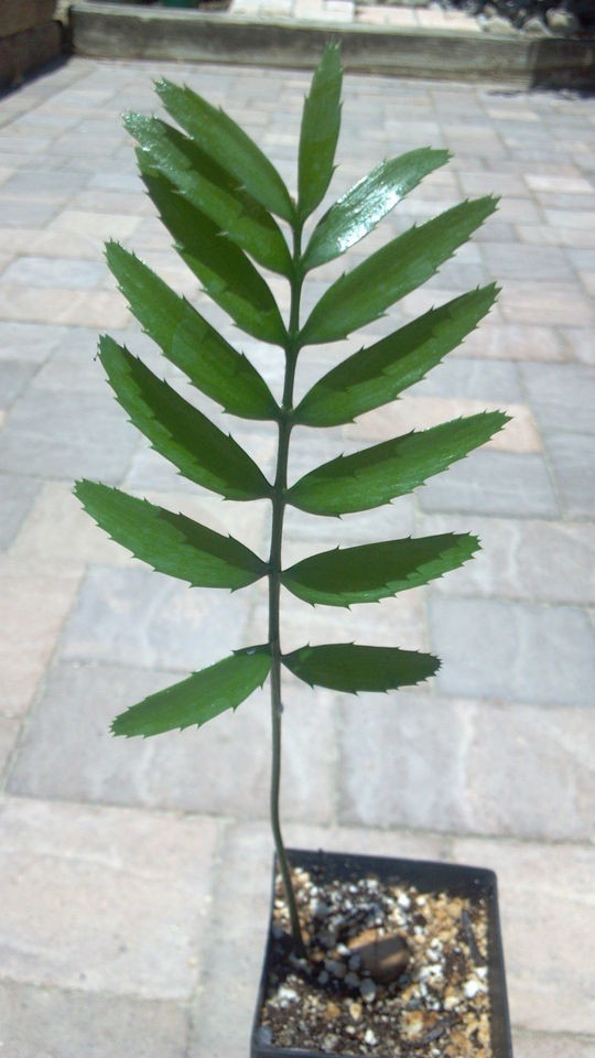 Encephalartos Lemboboensis ICE BLUE CYCAD NURSERY Sharp Glossy Green 