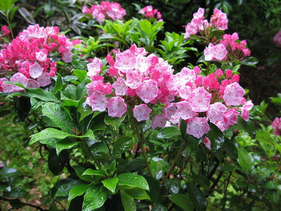 Mountain Laurel Shrub, Kalmia Latifolia, Seeds