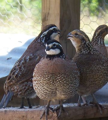   Giant Bobwhite Quail Hatching Eggs Fall Breeders PREOR​DERS 12/11/12