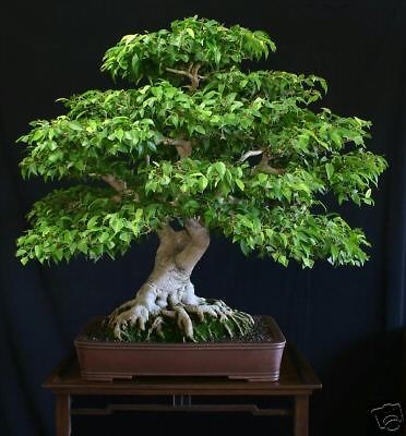 FICUS BENJAMINA WEEPING FIG 25 SEEDS FABULOUS BONSAI