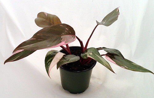   Princess Philodendron   Easiest House Plant to Grow   4 Pot   Rare