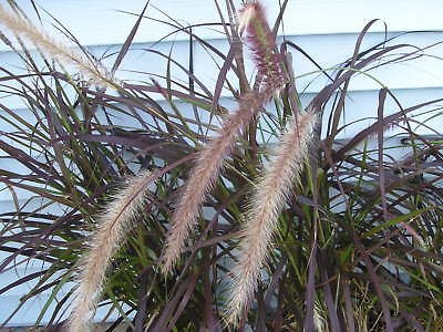 500     PUR​PLE FOUNTAIN GRASS     SEED​  PLANT A HUGE PATCH