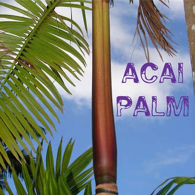 ACAI BERRY~ Brazilian Palm Tree Euterpe oleracea BIG 12+inch Plant 