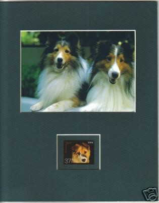 SHELTIES Photo Print Sheltie Puppy Postal Stamp