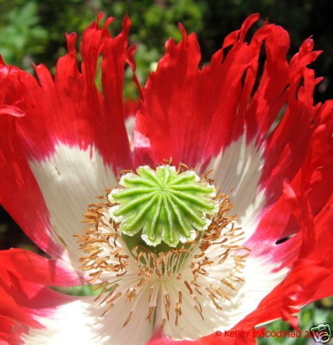 Organic Danish Flag Poppy Flower Seeds Papaver Somniferum 300 + Seeds