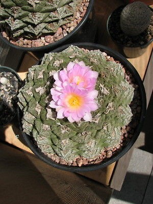 cactus seeds in Plants