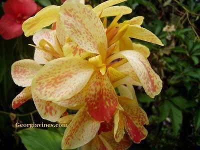 Canna Lily Dwarf Firey Sparkles 10 seeds