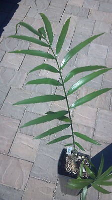 Encephalartos Whitelockii ICE BLUE CYCAD NURSERY Green Cactus Agave 