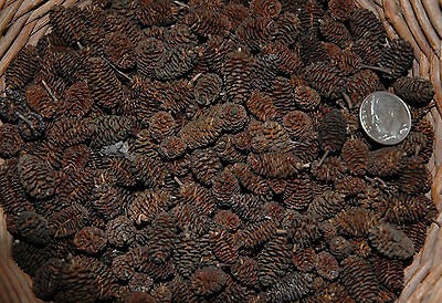 Crafts  Multi Purpose Craft Supplies  Craft Pieces  Pine Cones 