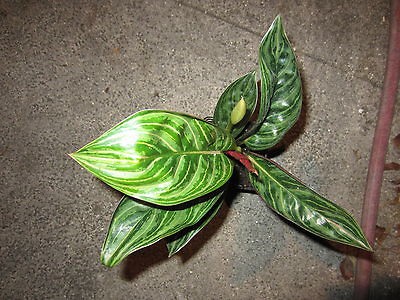 Rare Variegated Aglaonema Chinese Evergreen Houseplant