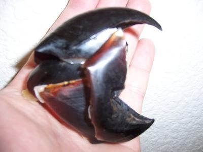 Giant Humboldt Squid beak, shark jaws, jaw, fish, tooth, taxidermy 