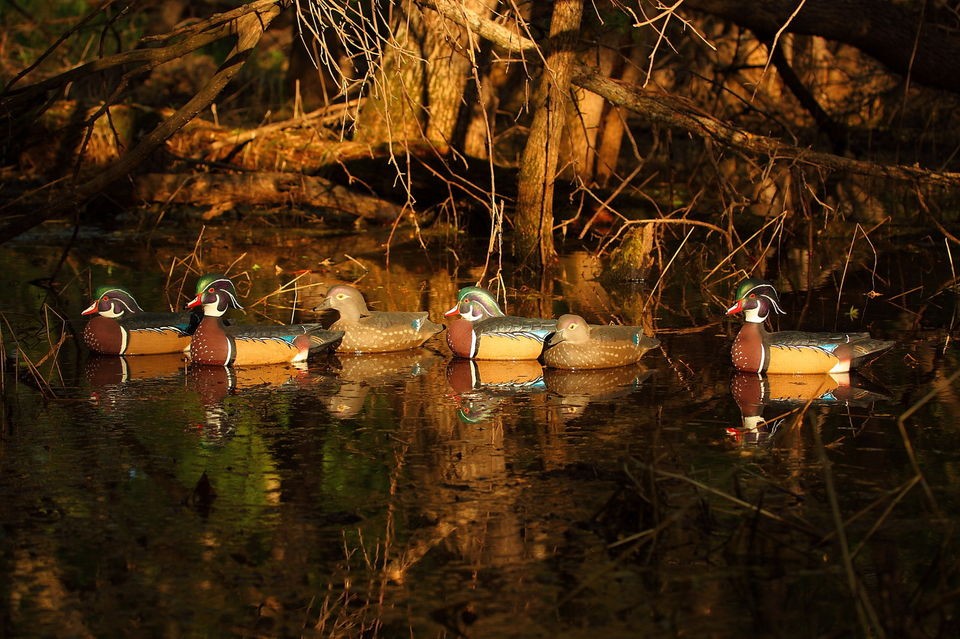 AVERY OUTDOORS GREENHEAD GEAR GHG PRO GRADE WOOD DUCK DECOYS