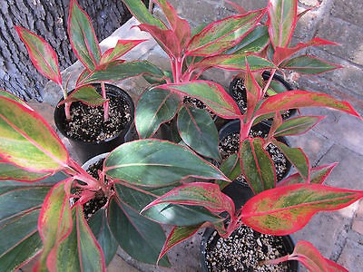   Siam Aurora NEW COLOR Crete Lipstick philodendron variegated