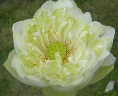 10 WHITE PLENUM LOTUS SEEDS NELUMBO + Free Document