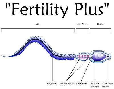 FERTILITY PLUS.MALE FERTILITY PILLS4 MONTH COURSE