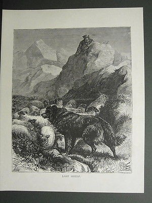 COLLIE DOG SCOTTISH SHEPHERD RESCUING LOST SHEEP FLOCK ANTIQUE PRINT 