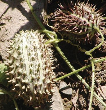 1000+ Ornamental Gourd HedgeHog Seeds