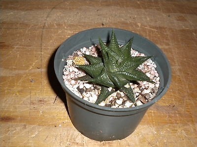 Haworthia limifolia succulent plant