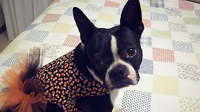 Halloween Costume Dog Dress Candy Corn Mesh Ruffle Diva Girl Small Dog 