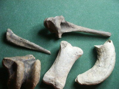 fossil vertebra in Vertebrates