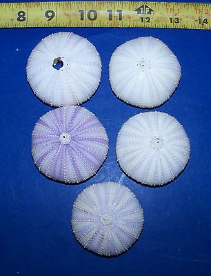 PURPLE SEA URCHINS SHELLS SEASHELLS CRAFTS WEDDINGS ITEM # 509