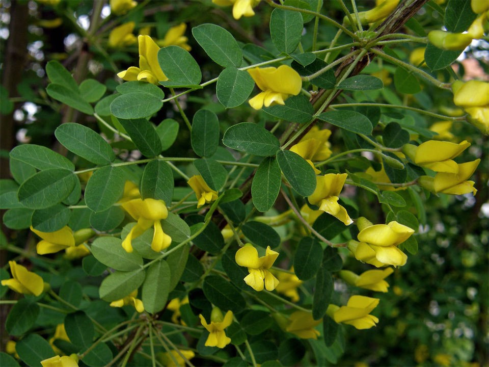 Siberian Pea Tree, Caragana arborescens, Hardy Fragrant Seeds