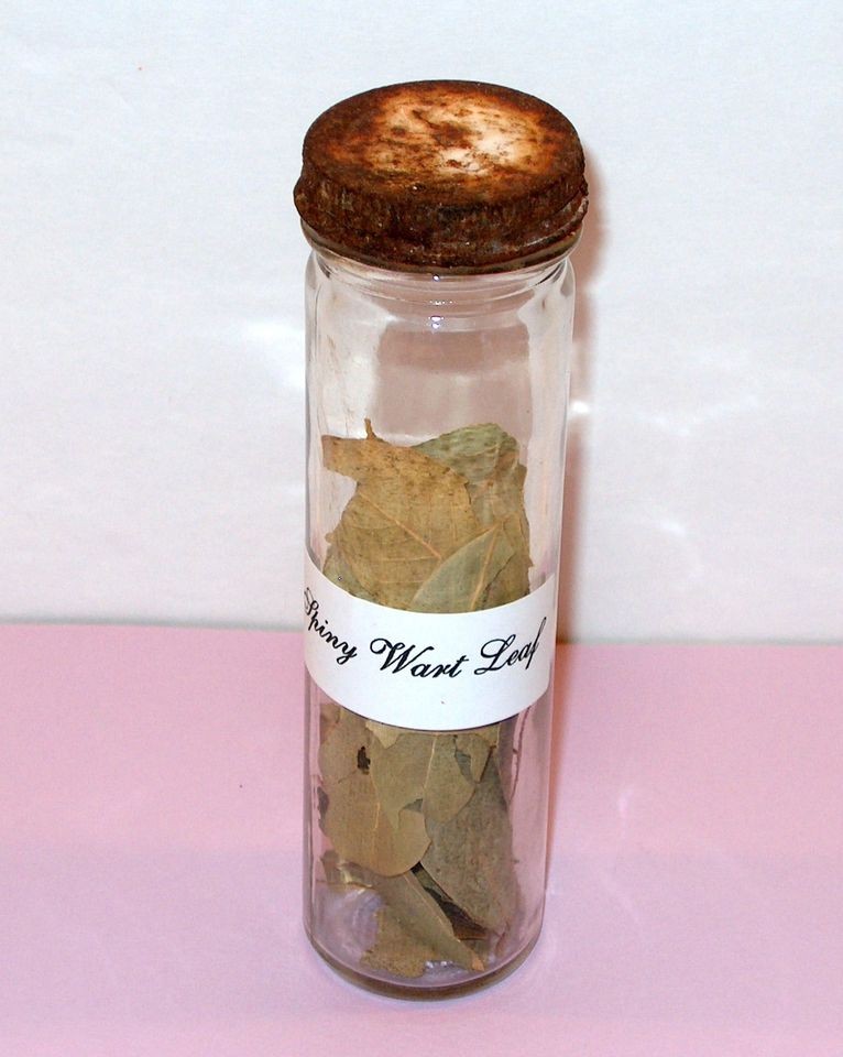 CHARMED TV SHOW PROPS SPINY WART LEAF CYLINDER GLASS POTION HERB 