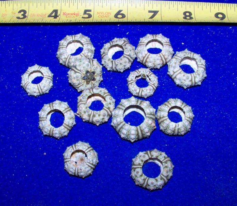 10 TINY GREEN KNOBBY URCHINS SEASHELLS CRAFTS WEDDINGS ITEM # GRKNU 10