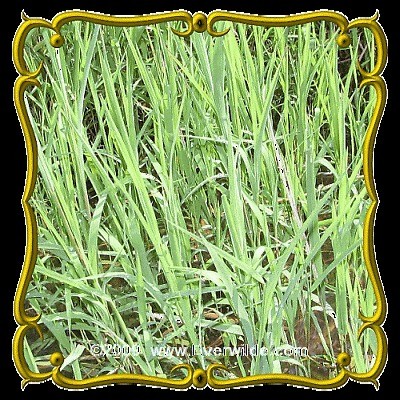 Rice Cut Grass   Jumbo Wild Grass Seed Packet (1000)