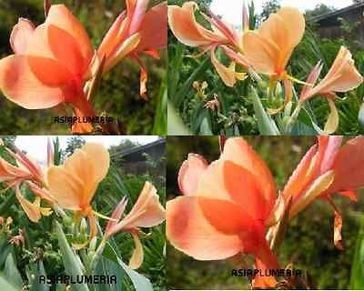 LIVE PLANTS CANNA LILY PEACH GREEN LEAF FRESH VIABLE + Free Document