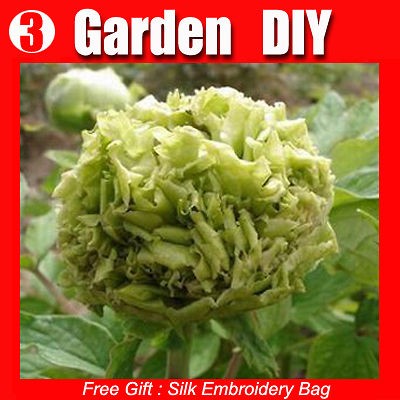   Seed ★ 20 Pond Flowers Seeds Large Willow Peony China Spring Hot