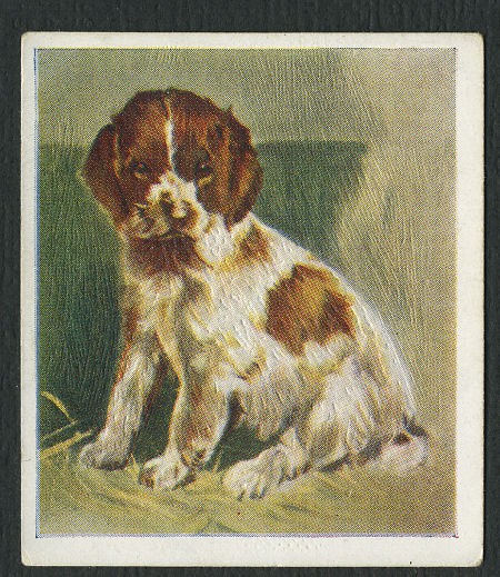 WELSH SPRINGER SPANIEL PUPPY OUR PUPPIES GODFREY PHILLIPS DOG 