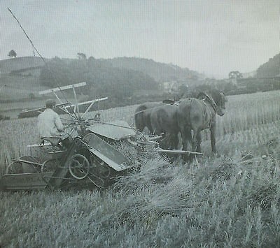 Harvesting Wheat in England, Keystone Magic Lantern Glass Slide