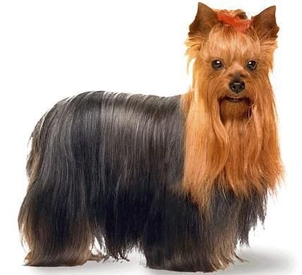 Dog Muzzle Size #0 Fits Breeds Like Yorkshire Terrier