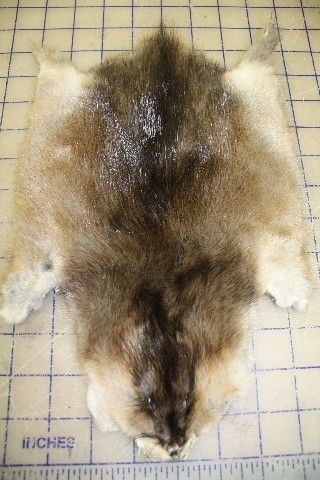 TANNED MUSKRAT/FUR/PELT/HIDE/SKIN