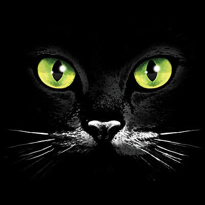 Cat Face Green Eyes Cat Shirt Cat T Shirts Hoodie Kitty T Shirt Tee 