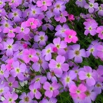 Virginia Stock 200 Seeds great white & lilac flowers +BONUS SEEDS