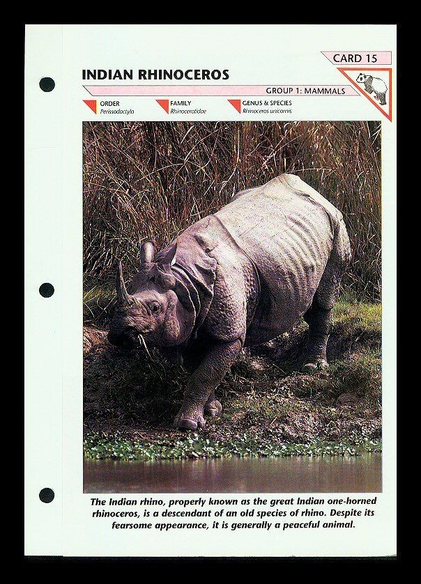   INDIAN RHINOCEROS MAMMAL FOLD OUT INFO SHEET WILDLIFE FACT FILE #15