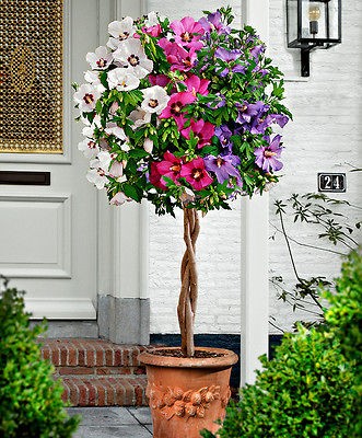 HIBISCUS SYRIACUS   MIXED SELECTION OF COLOURS   50 fresh seeds