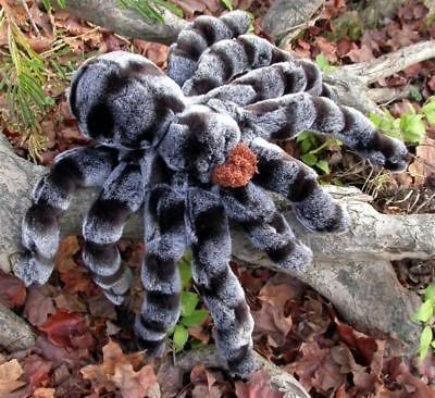 Tarantula Puppet Large Stuffed Plush Toy Sunny Science