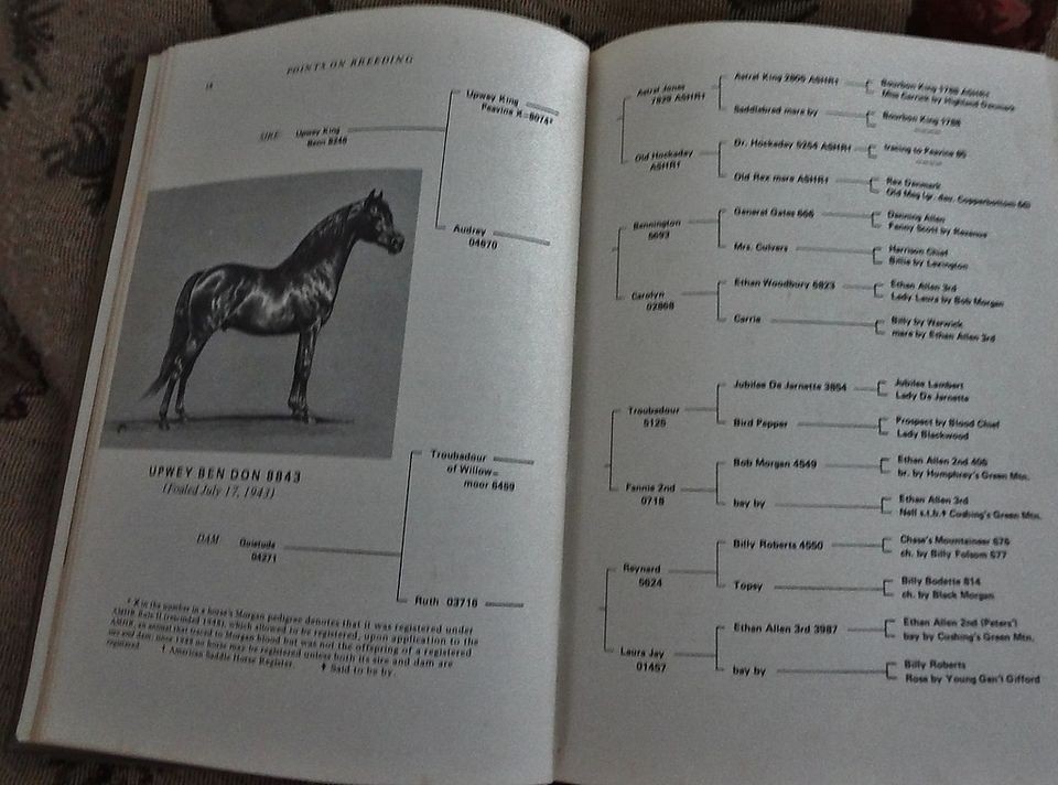 MORGAN Horse Handbook Jeanne Mellin Hdcv BOOK 1973 SUPER ILLUSTRATIONS 