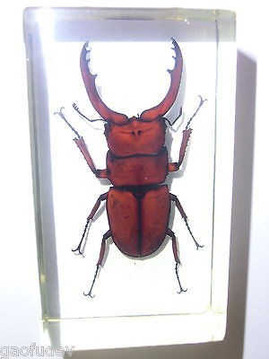 insect specimen fortune stag beetle lucanus fortunei from hong kong