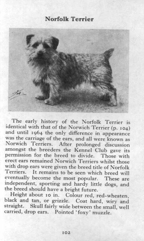norfolk terrier 1970 vintage dog print matted expedited shipping 