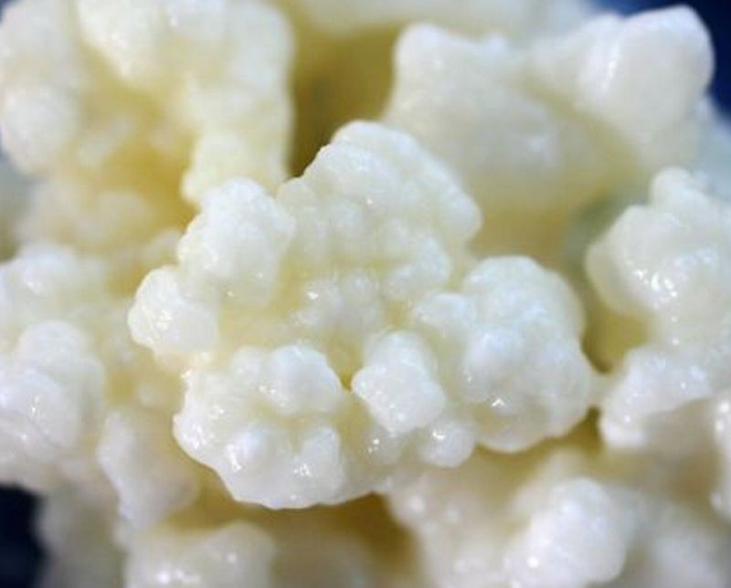 kefir fromage grains probiotic vitamin mineral freshe st time left