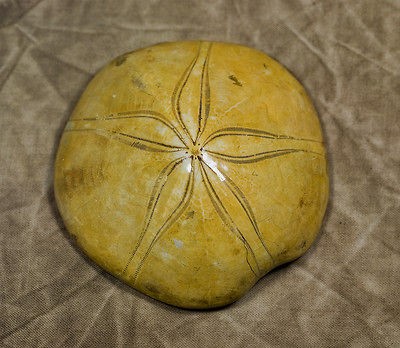 madagascar polished fossil sea urchin sand dollar 